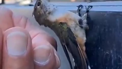 Dehydrated Humming Bird Given Water