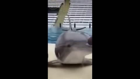 OMG! Funny animals- Cute Dolphin showing Love by kissing trainers #Shorts