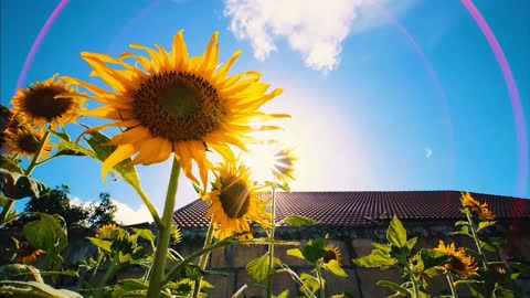 sunflower