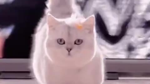 1.Adorable model 🌸 #shorts