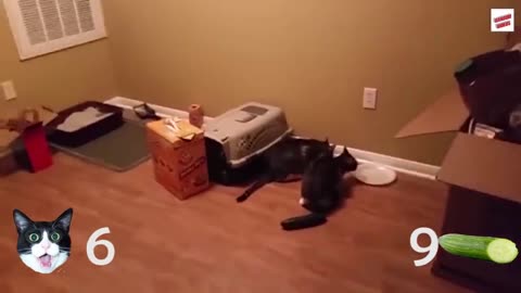 Cats vs Cucumbers Compilation 1