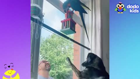 Parrot Is NOT Welcome In Dog's Home