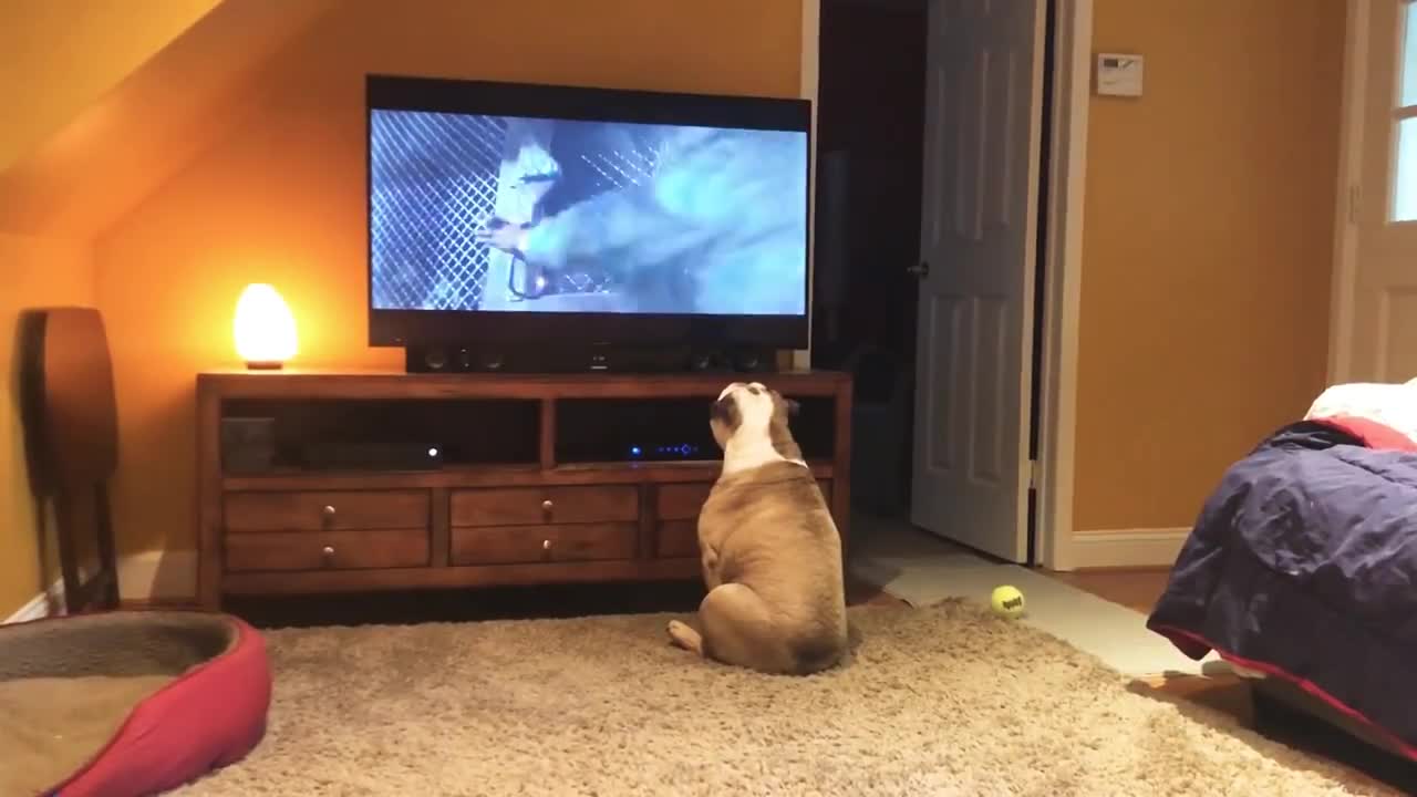 Bulldogs Frantically Warn TV Canine Of Danger in Classic Horror Scene #03