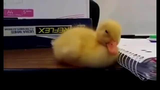 Cute Duck Sleeping