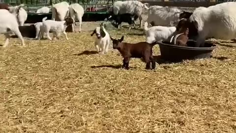 Crazy goats