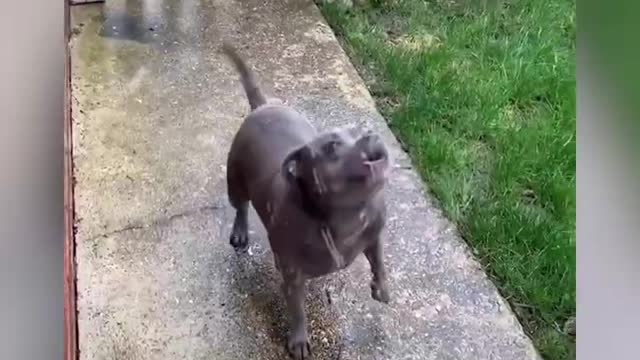 funny dog buidbull