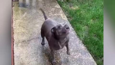 funny dog buidbull