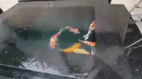 koi fish pond