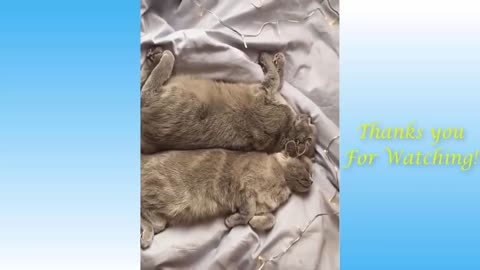 Funny And Cute Cat's Life (Part 11) Cats And Owners Are The Best Friends Videos (1080p)