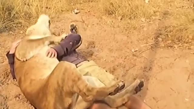 Received a sincere hug from a lion in Africa