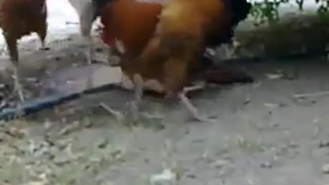 Poor hen fallen in roosters camp