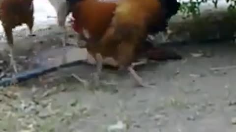 Poor hen fallen in roosters camp