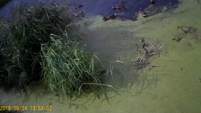 Feeding of wild ducks