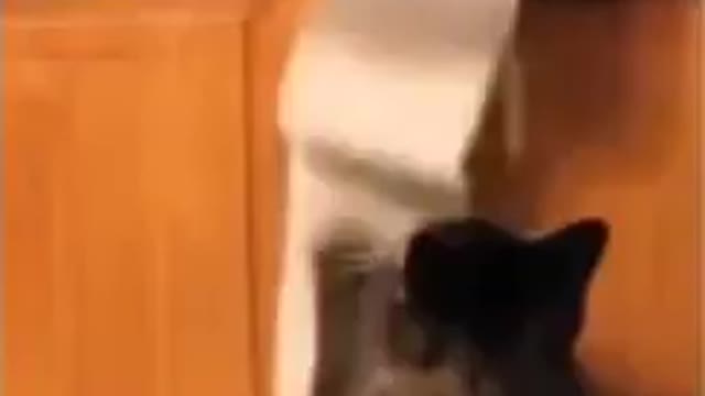 crazy funny animalss