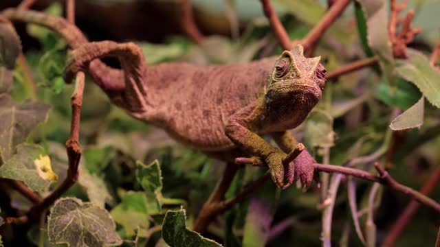 Iguana - 67502