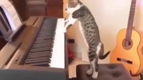 Funny cat playing the piano _ Short Сat