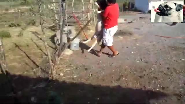 Real Funny Sheep Attacking People up the Azz - Funniest Animals Videos