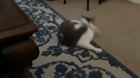 Cat chases her own tail like a doggy..