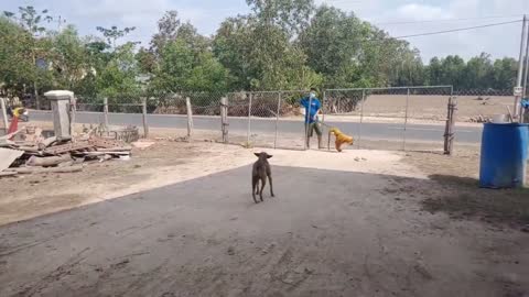 FAKE TIGER MAKES POOR DOG RUN INTO A POLE!!!