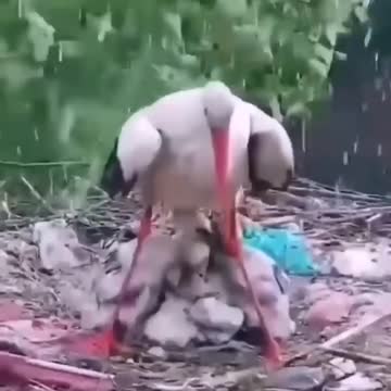 Penjwen Press Look at the size of the mother_FB_Trim