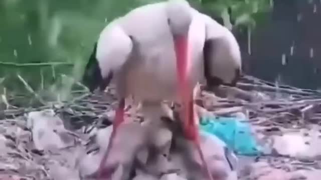 Penjwen Press Look at the size of the mother_FB_Trim