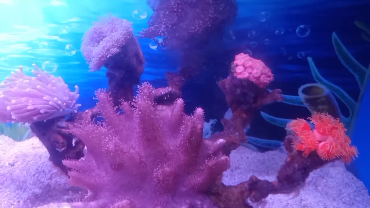 This coral is so beautiful
