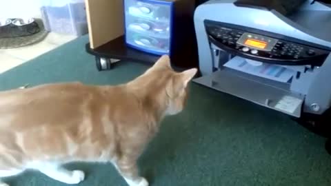 Cat getting mentally destroyed by a printer