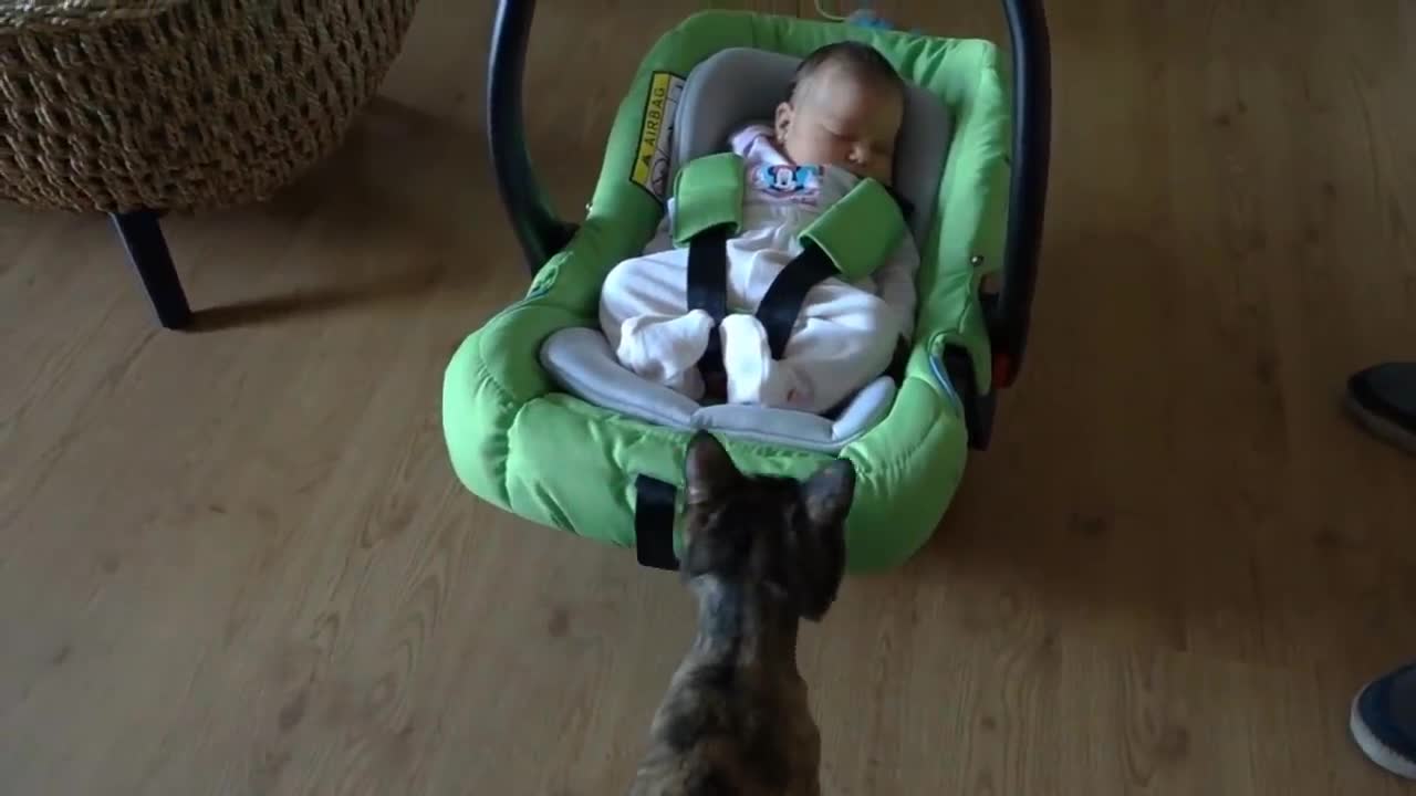 Babys and cats playing