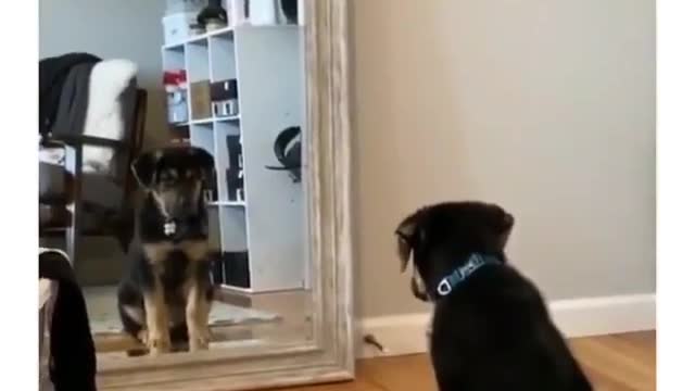 Best Funny Animal Videos 2022 😺 Funny Dog Videos 2022 😁 Funniest Dog Videos 😁😇