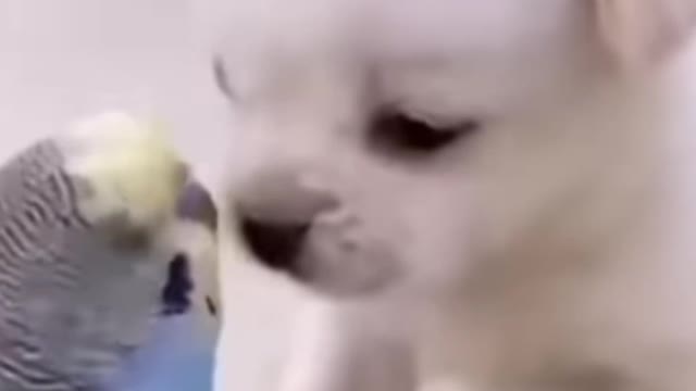 Cute dog can play
