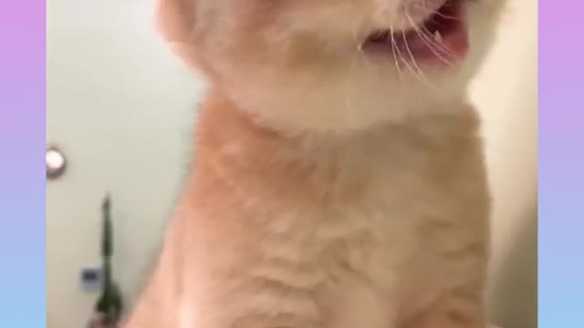 Cute and Funny Cat Videos