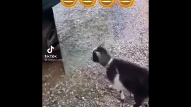 Goat funny video