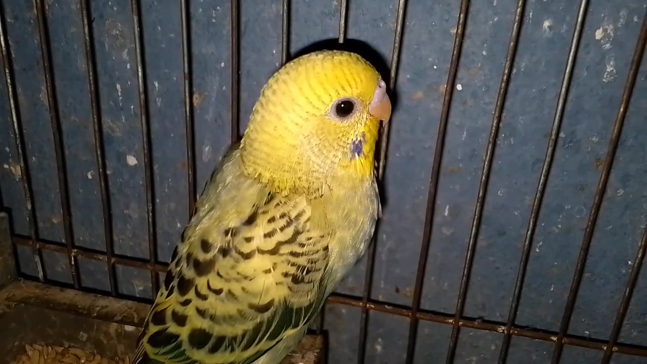 Viral birds video