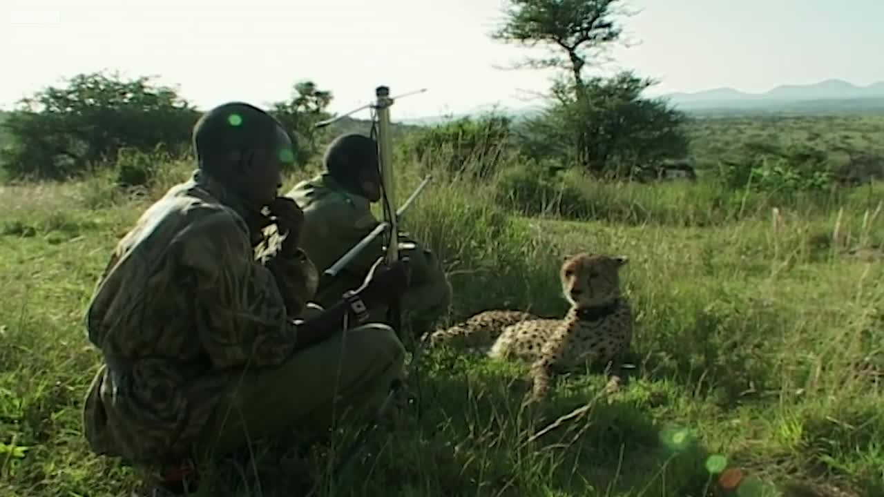 Cheetah Brothers Attacked by Lion | Natural World: Cheetahs Fast Track to Freedom | BBC Earth