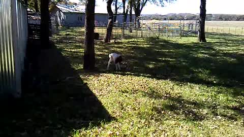 Meeting Lilly the Goat