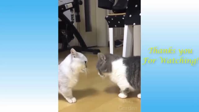 Funny two cats