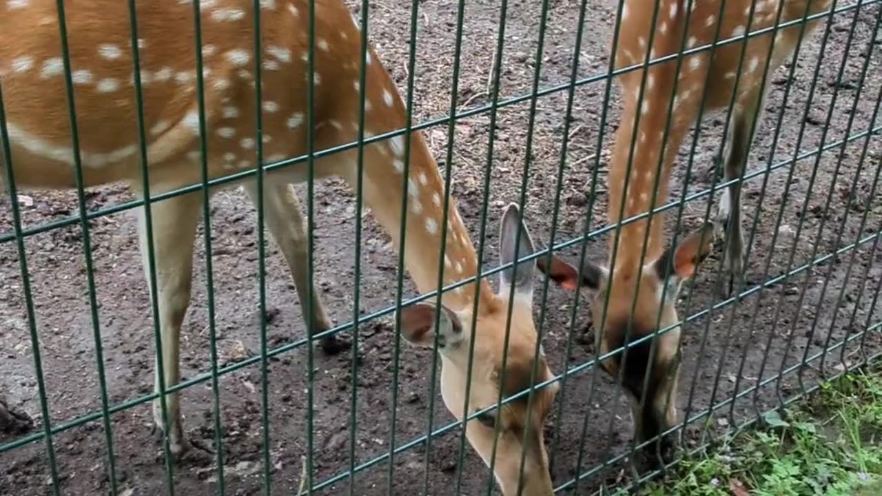 Hand feeding Formosan sika deer