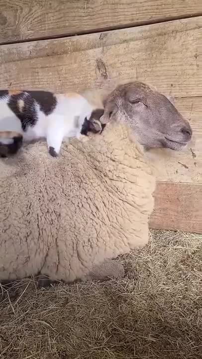 Check Cute Kitten 🐈 Cat or Sheep 🐑 Love Like Staying With You | Cute Cat Videos