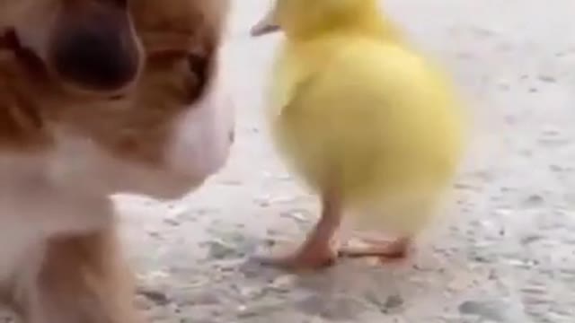 cute baby dog and chicken viral video