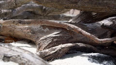 Seychelles. Praslin Island. Lizard runs on a dry tree lying on the beach of the island