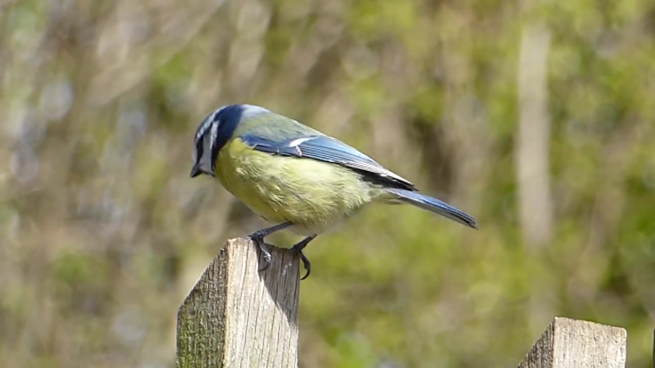 Beautiful birds