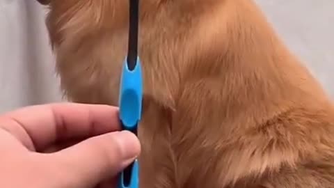 🤣 What a Guilty Dog 🤣