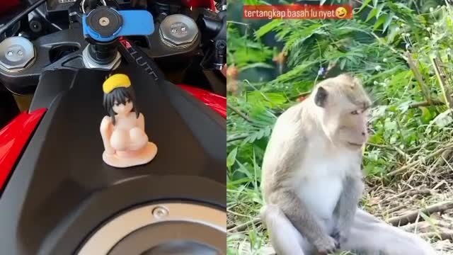 Funny monkey doing 🐶😂🔥😂😂🐭😁