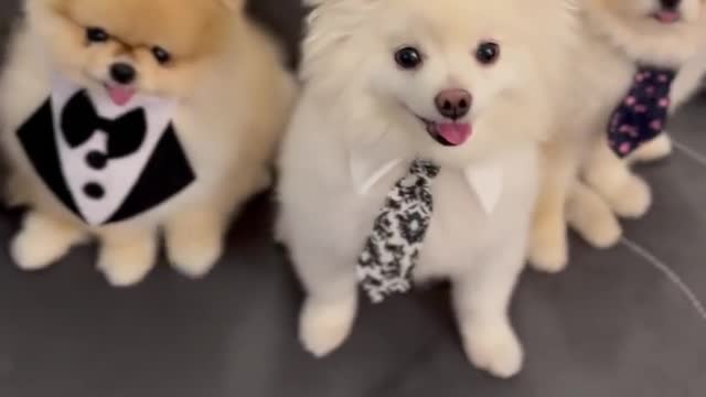 Cute dogs