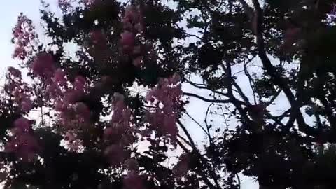 Cássia Kawamura - a planta que ela acha linda