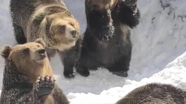 Adorable and Lovely Bears