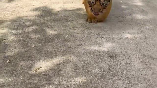 A tiger cub under a full moon