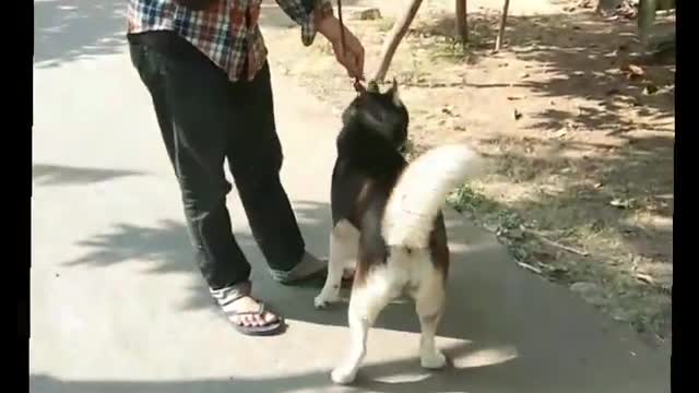 Siberian husky, smart and beautiful dog