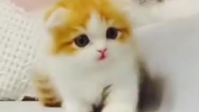 Cute Baby Cats Pet Videos Doing Funny Thing || Try Not To Laugh