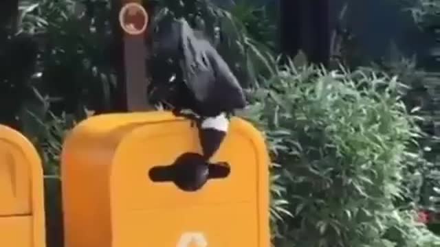 Crow smarter than human